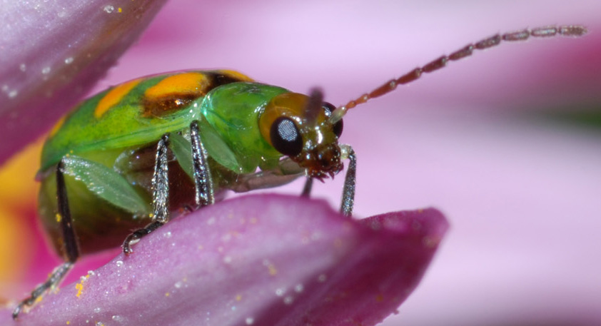 Chrysomelidae (Coleoptera)